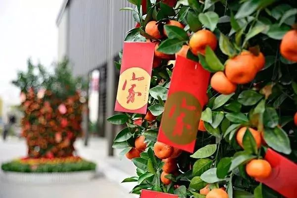 2019年深圳迎春花市下月开启，主会场设在会展中心