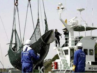 日本宣布退出国际捕鲸委员会！明年7月重启商业捕鲸