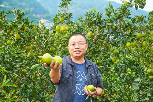 深圳高管回家种脐橙，电商探索新模式帮贫困县脱贫