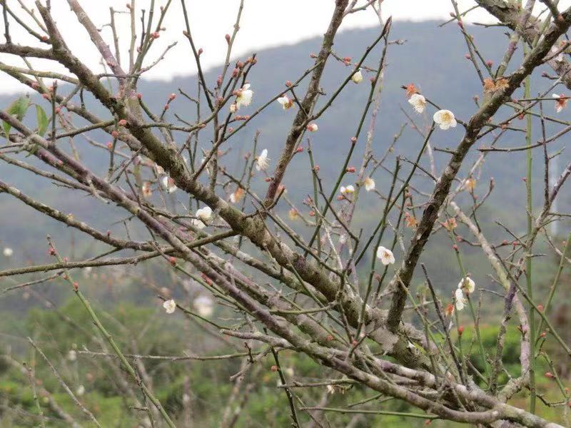 深圳新增一处赏梅好去处 ——马峦山梅园邀您赏梅