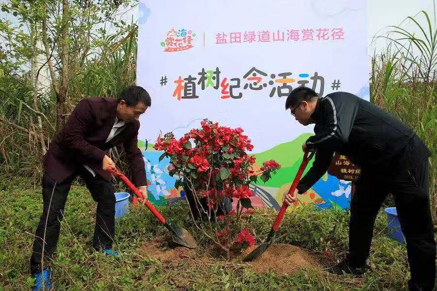 赏花观景又多一个好去处  盐田绿道山海赏花径上线了