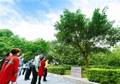 两棵高山榕 续写春天的故事