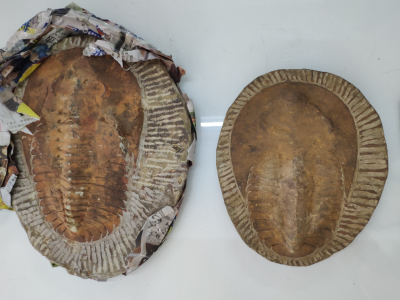 4件古生物化石件件是宝贝！深圳海关移交给广东自然资源厅