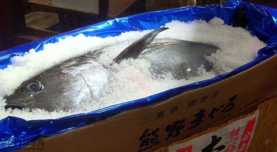 注意啦！香港检出日本吞拿鱼水银含量超出法例标准