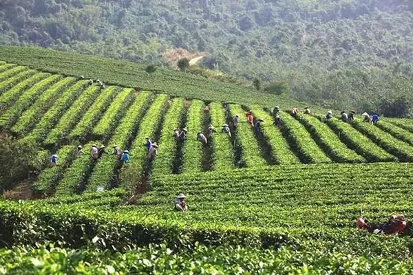广东以4A级景区标准打造红茶特色小镇