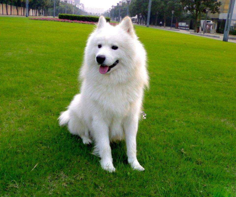 爱犬被陌生人牵走，光明巡逻队员出手相助半小时寻回