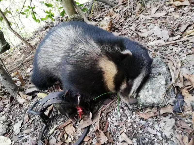 盗猎者可恨，国家二级保护动物狗獾被夹死了