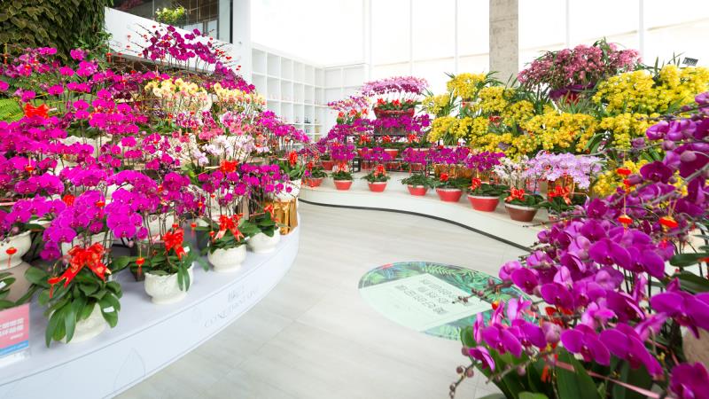 蝴蝶兰降价、多肉植物受追捧！百合小镇迎春花市率先启动