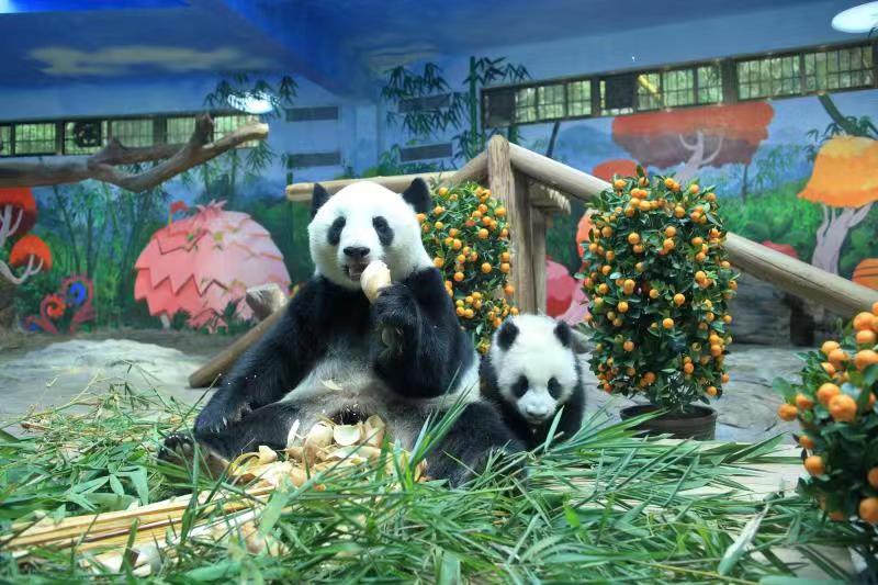 广州长隆野生动物世界大熊猫宝宝换”装“过年