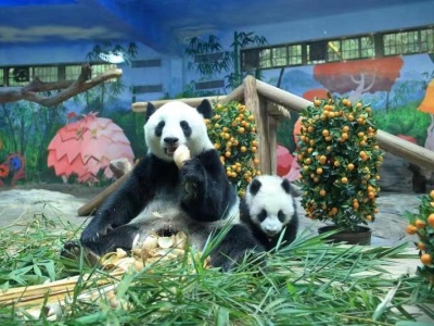 广州长隆野生动物世界大熊猫宝宝换”装“过年