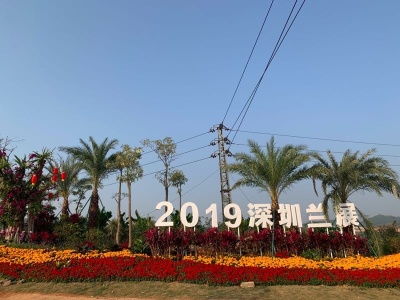 “2019深圳兰展”数万株百余种兰花和10万平方米花海等你来