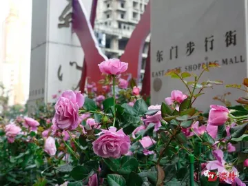 罗湖区2019年迎春花市开幕 春节到东门观赏“迷你版”月季花展