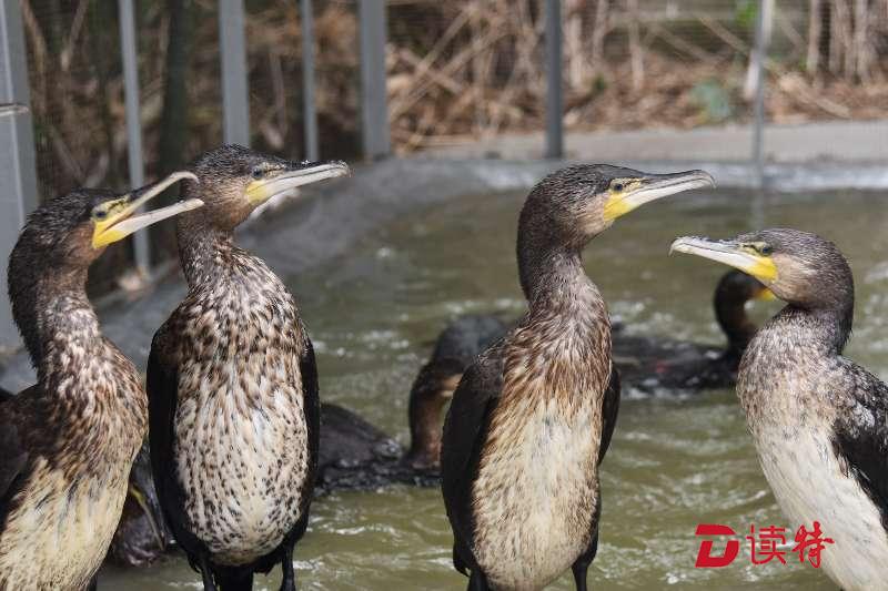 28只鸬鹚落户深圳野生动物园