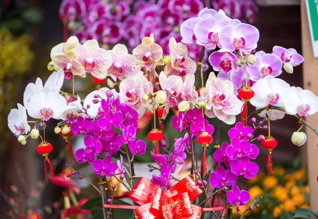迎春花市今开“福中福”，买盆鲜花过大年！