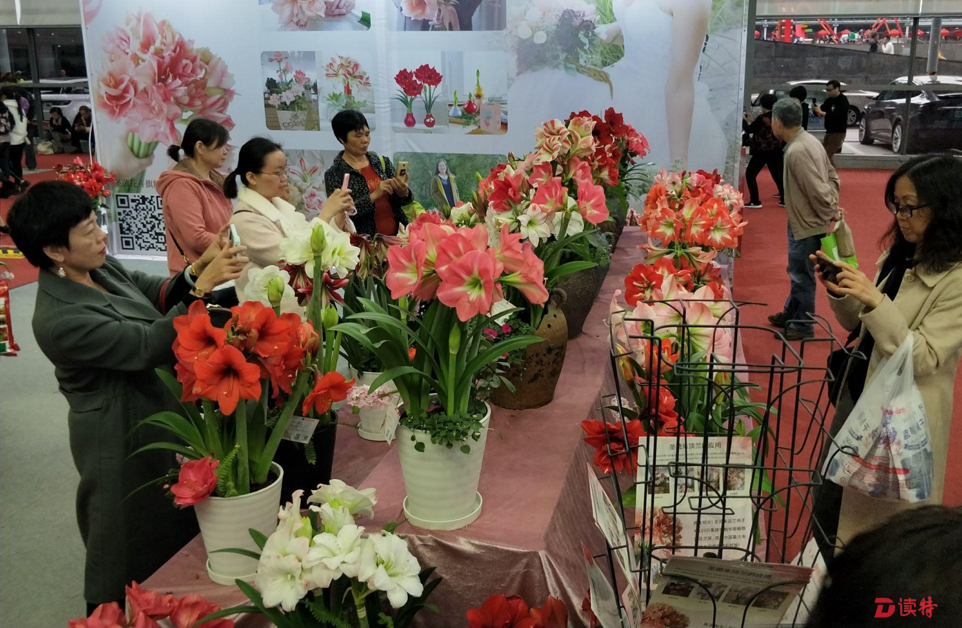 不用盆不用土不用浇水 深圳迎春花市展出“黑科技”朱顶兰
