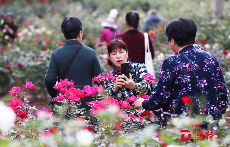 这个春节花香醉人！春节假期月季展、茶花展迎客45万人次
