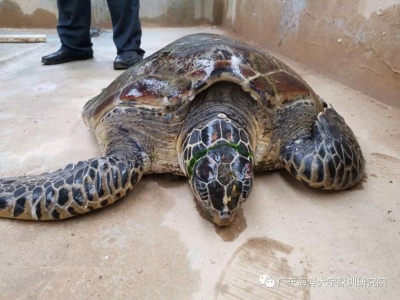 大鹏新区发现三只“流浪”绿海龟，两只被救治，一只死亡