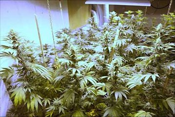 深圳一男子在住宅内种植大麻被判拘役四个月 大麻种子竟是网购