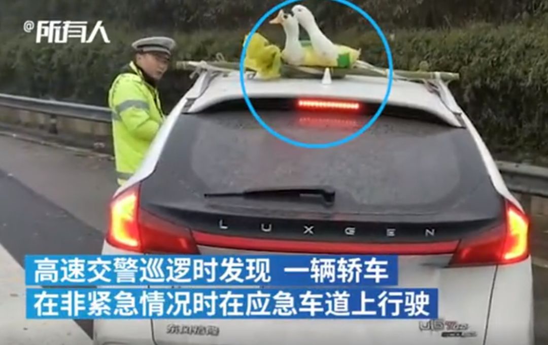 “冻到不行鸭”被绑车顶高速飞驰，交警看不下去了……