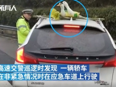 “冻到不行鸭”被绑车顶高速飞驰，交警看不下去了……