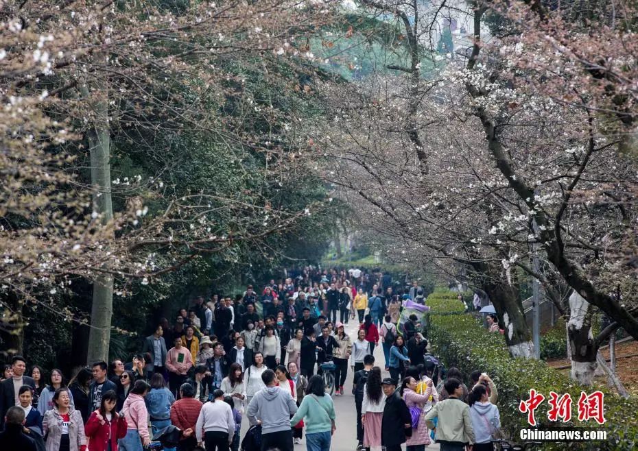 今年的樱花树有救了！武大将制作“樱花雨”贴纸避免游客摇树