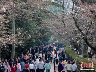 今年的樱花树有救了！武大将制作“樱花雨”贴纸避免游客摇树