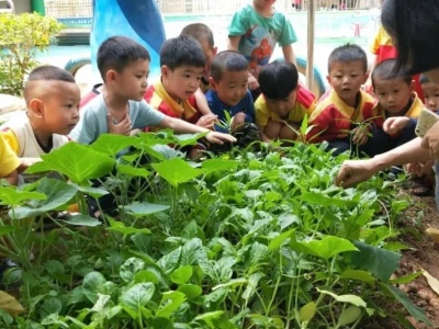 东莞厚街一幼儿园开百亩生态基地让孩子种菜