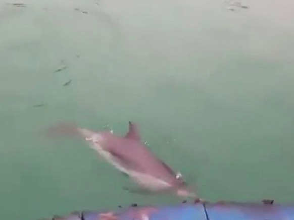 海洋精灵来这里安家了！年内海豚第三次现身盐田港海域