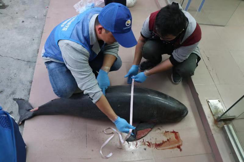 心痛！南澳海域三天现两头死亡江豚 死亡原因待调查