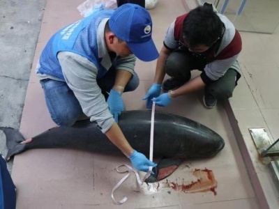 心痛！南澳海域三天现两头死亡江豚 死亡原因待调查