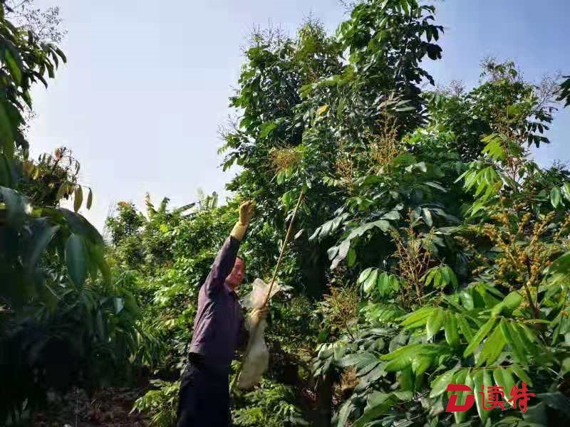 臭屁虫摇身成“美味佳肴”，东莞厚街卖到450元一斤！