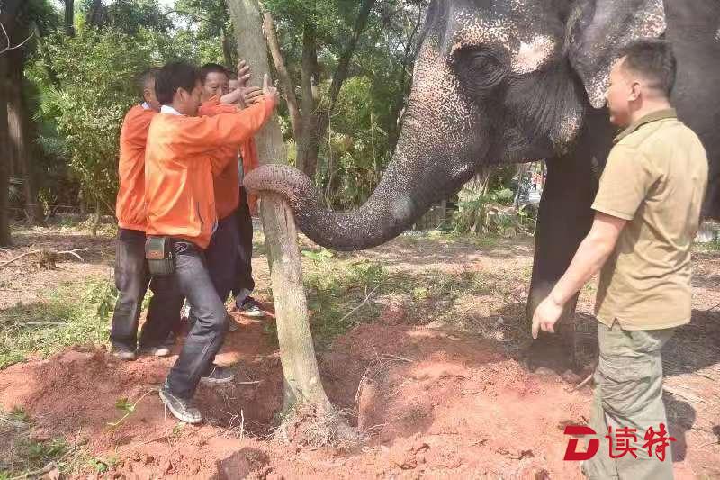 深圳野生动物园大象也来植树添绿