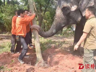 深圳野生动物园大象也来植树添绿