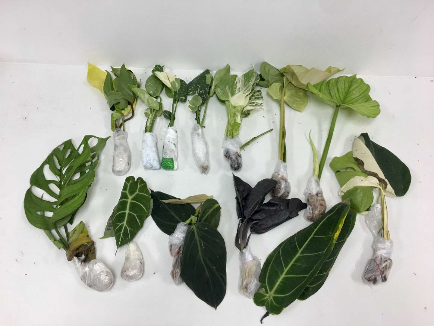 防范外来物种入侵 海关查获多宗外来植物和种子