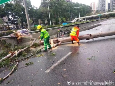 清晨风雨大作！深圳市绿化管理处迅速清理倒树断枝