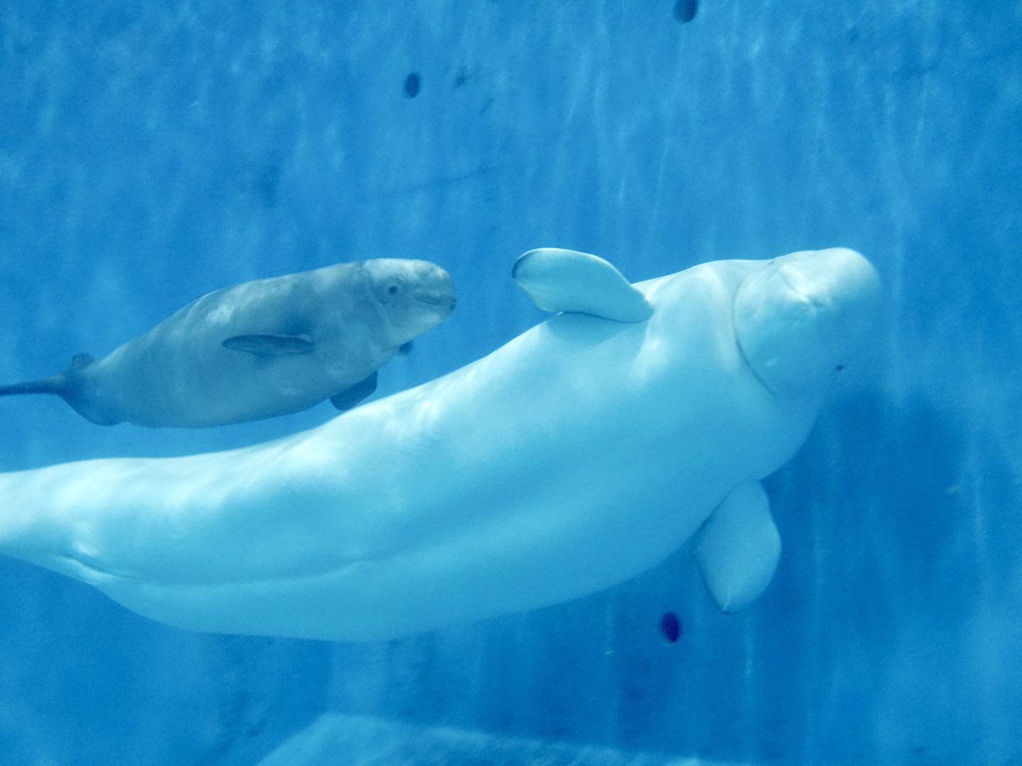 大白鲸你好吗？“世界野生动植物日”首次关注水下生态