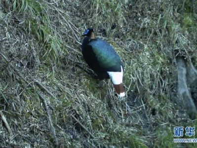 高黎贡山保护区南段首次拍到易危物种白尾梢虹雉