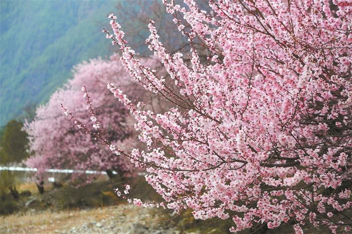 三月察隅：十里桃花笑春风