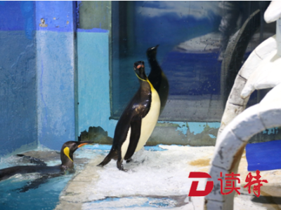 “企鹅情侣”长途跋涉！深圳首次进口阿根廷王企鹅