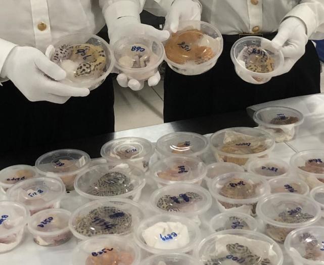 女游客携带小动物过关被截，深圳海关：未经检疫的活体动物易携带疫病疫情