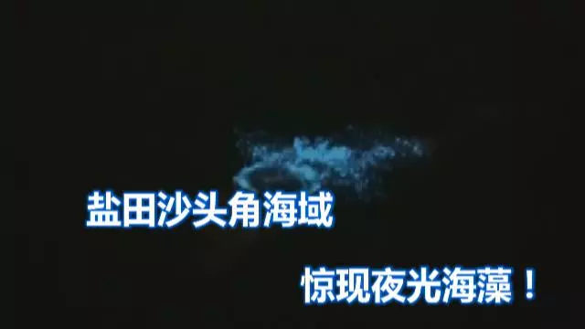 美醉了！深圳盐田沙头角海域惊现蓝色荧光海