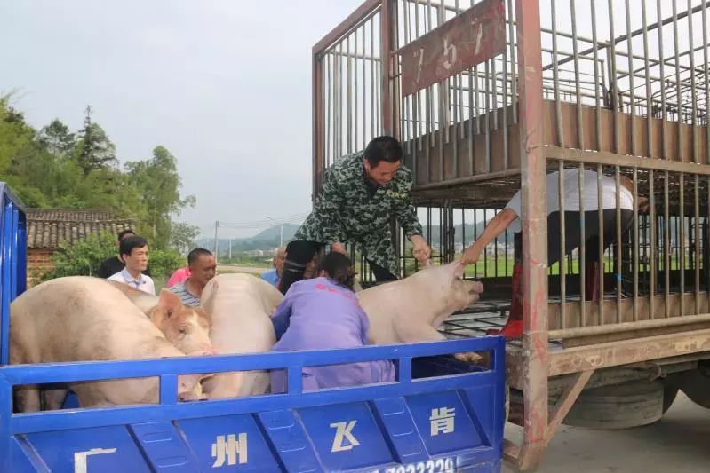 贫困户第一批55头猪卖出去了！以后养的猪也不愁卖！
