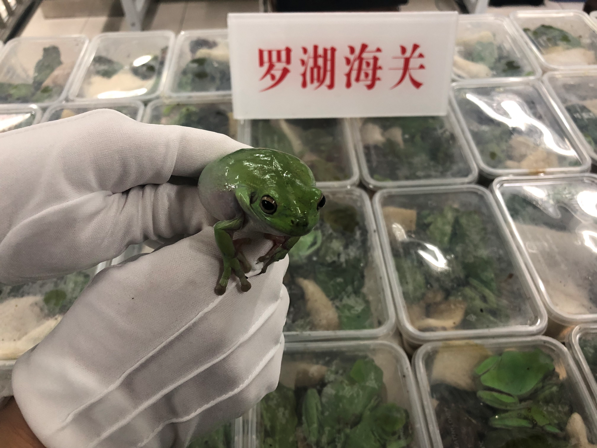 670只老爷树蛙惊现罗湖口岸