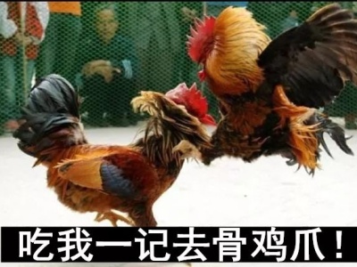 “斗鸡”大赛，深圳警方查获涉嫌用于赌博的赌具“斗鸡”9只