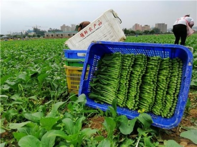 一棵青菜要经过6道检测！深圳华盛的绿色农业情怀