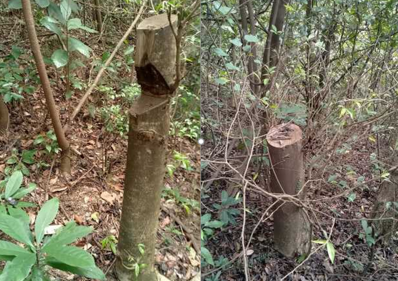 深圳羊台山多棵沉香树遭盗伐？相关部门：正在调查中