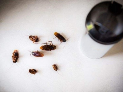 灭蟑螂越来越难！英媒称蟑螂耐药性可快速增强4到6倍