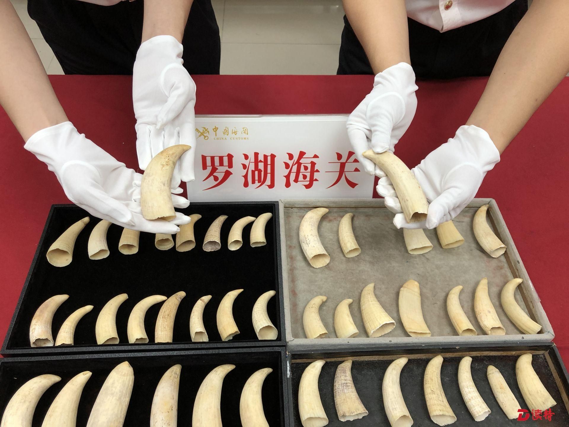 55颗抹香鲸牙想非法入境?罗湖海关:休想!
