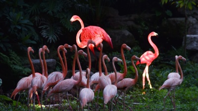 夜幕下看它们神秘一面！深圳野生动物园“动物奇妙夜”来袭