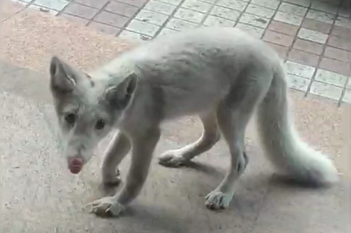 What？深圳闹市区竟然来了一只北极狐！ 
